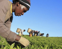 Sarafu: Kenyan Farmers’ Go-To Cryptocurrency and Exchange Mode